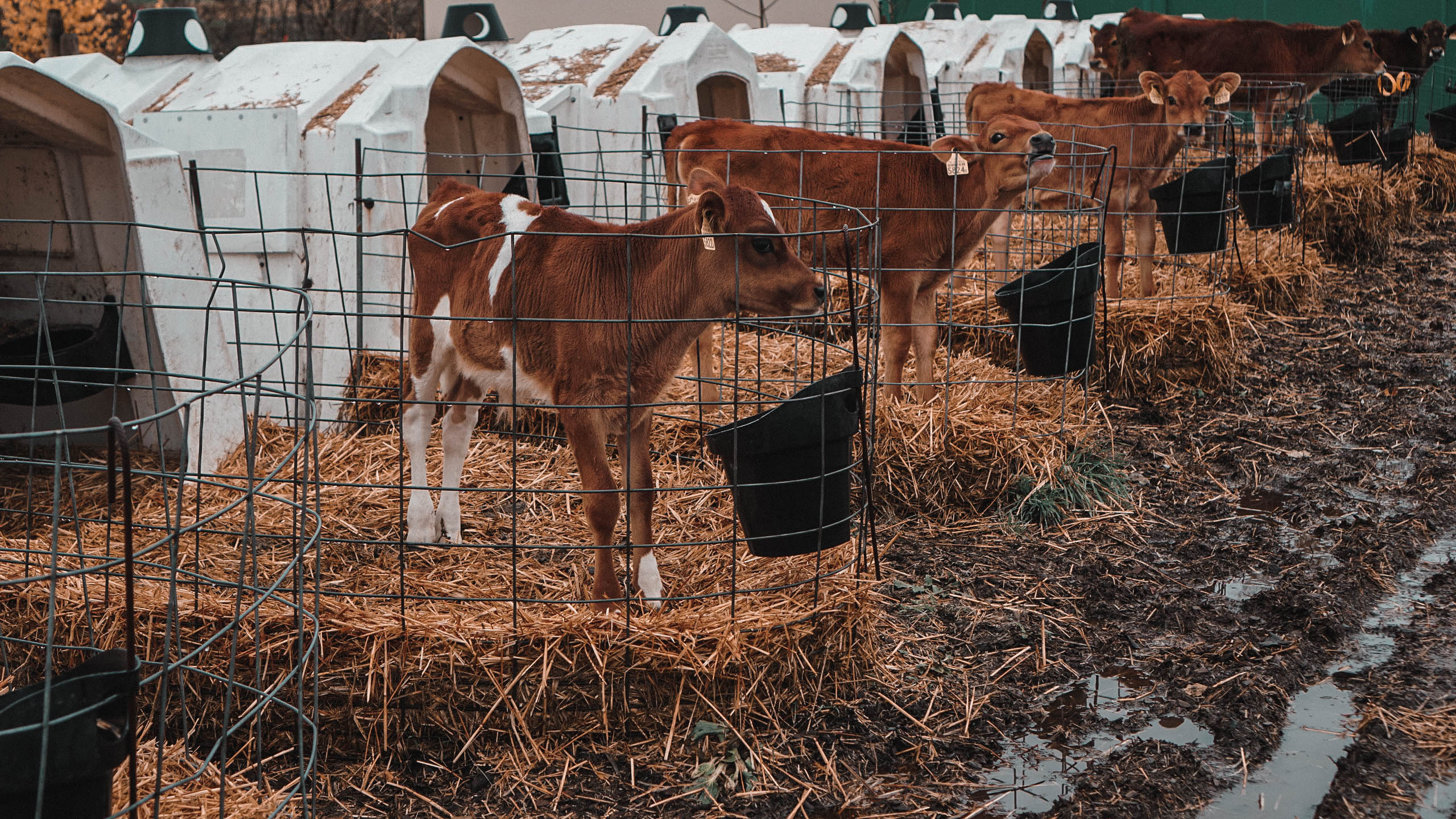 Kälberiglu Chueweid