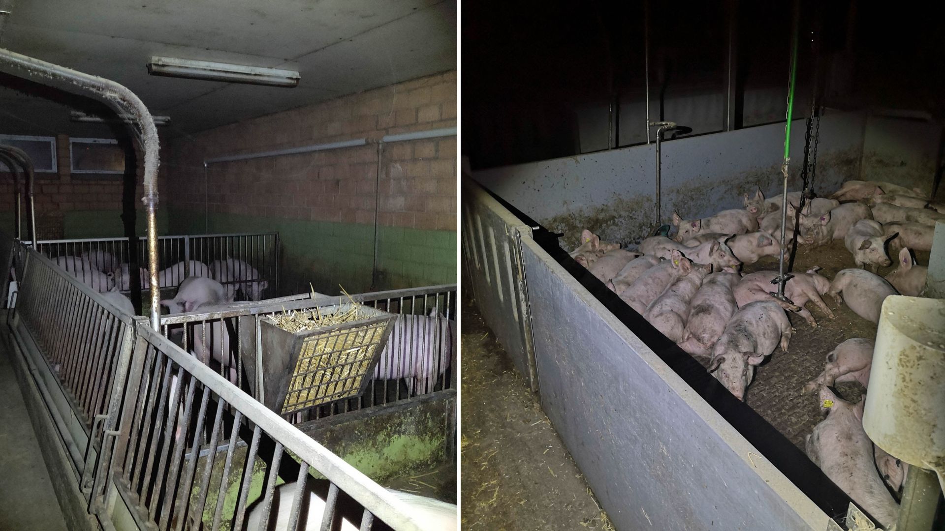 Schweinemast Schweiz