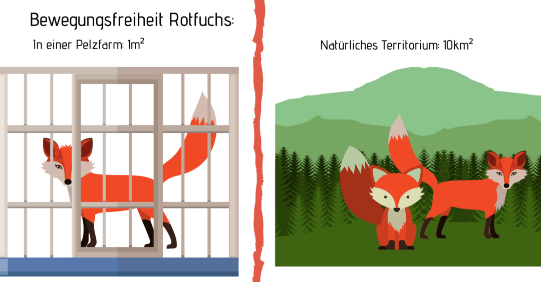 Grafik Fuchs